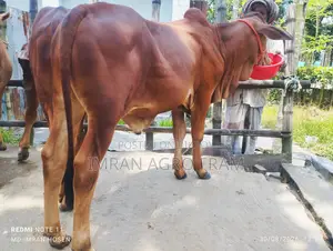 ৪টি ক্রস বাহামা ক্রস কিনুন এবং ক্যাশ অন ডেলিভারতে
