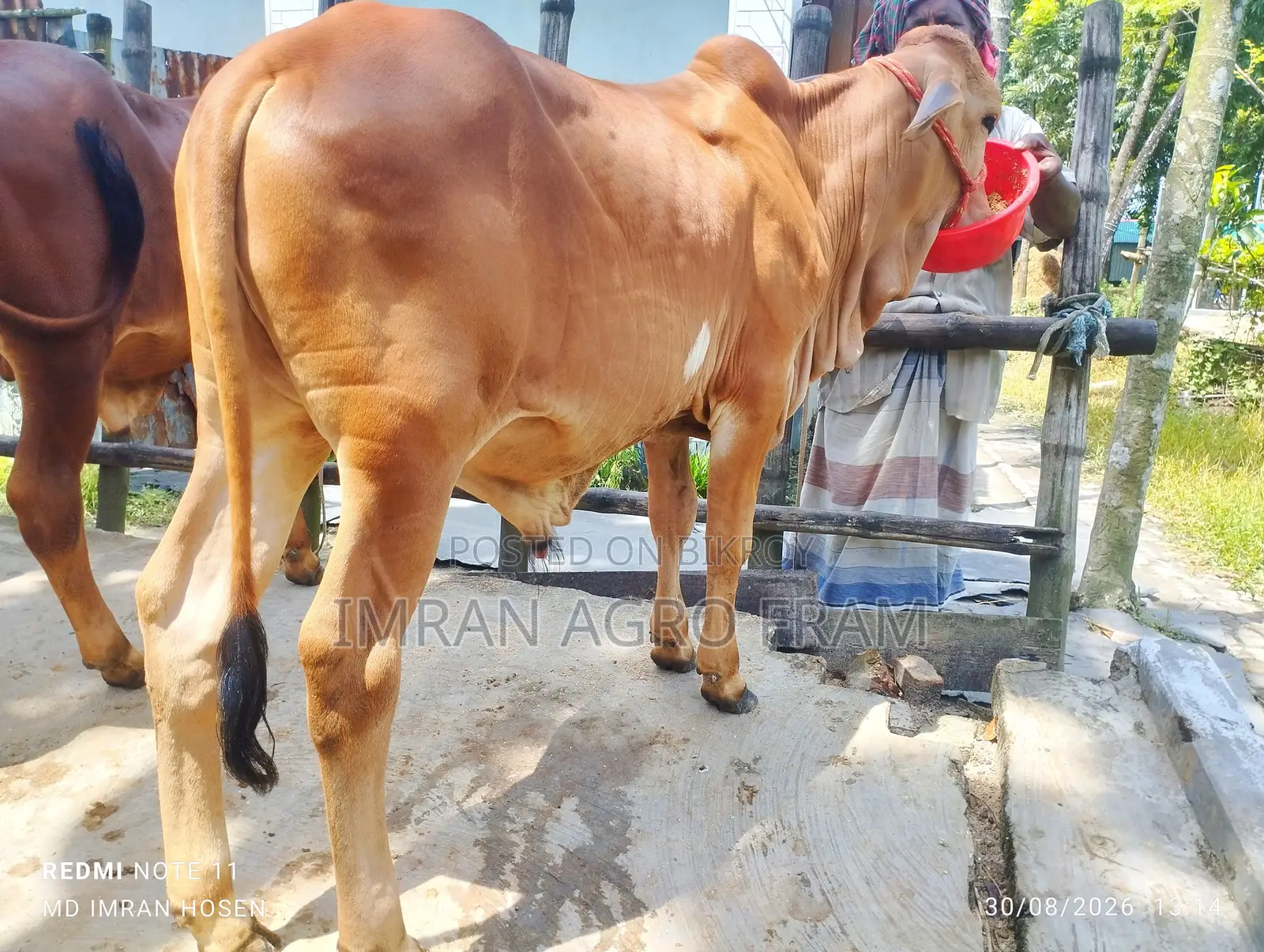 ৪টি ক্রস বাহামা ক্রস কিনুন এবং ক্যাশ অন ডেলিভারতে
