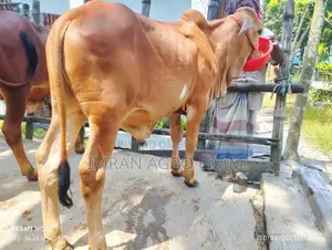 ৪টি ক্রস বাহামা ক্রস কিনুন এবং ক্যাশ অন ডেলিভারতে