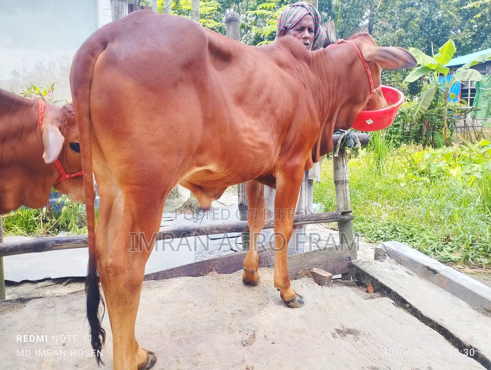 ৪টি ক্রস বাহামা ক্রস কিনুন এবং ক্যাশ অন ডেলিভারতে