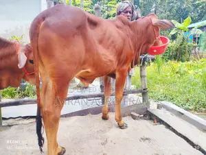 ৪টি ক্রস বাহামা ক্রস কিনুন এবং ক্যাশ অন ডেলিভারতে