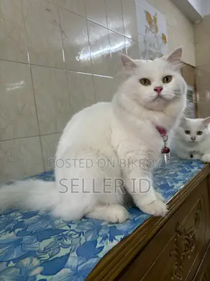 1+ year Female Purebred Persian