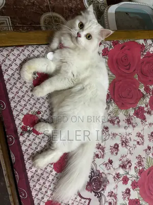 1+ year Female Purebred Persian