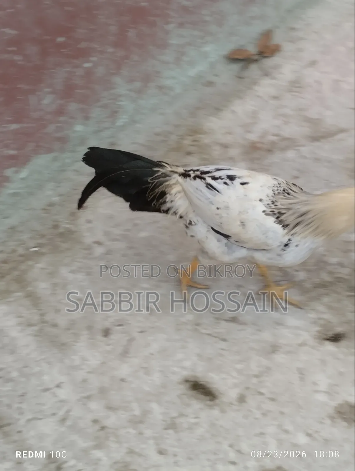 দেশি মোরগ,,,