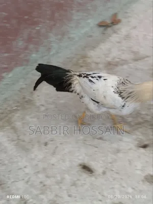দেশি মোরগ,,,