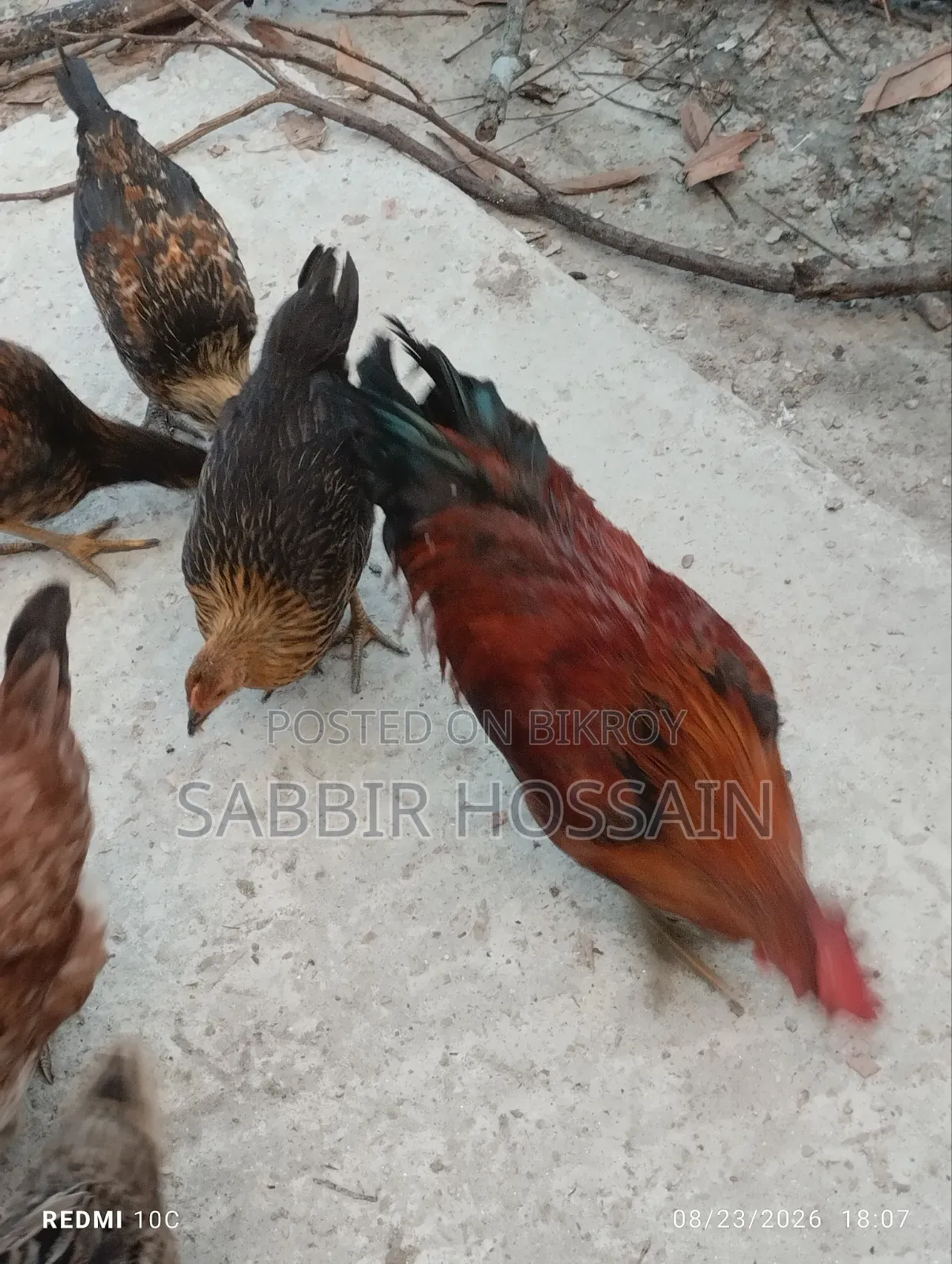 দেশি মোরগ,,,