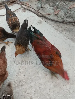 দেশি মোরগ,,,