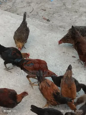 দেশি মোরগ,,,
