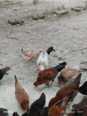দেশি মোরগ,,,