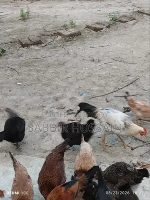 দেশি মোরগ,,,