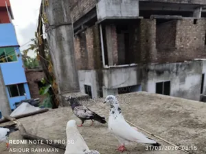 রানিং নর কবুতর