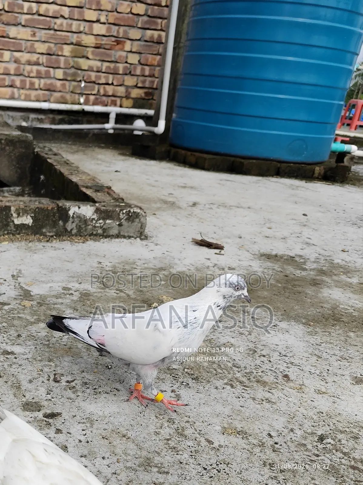 রানিং নর কবুতর