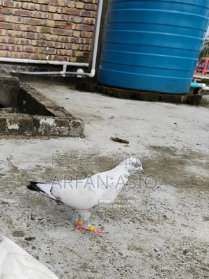রানিং নর কবুতর