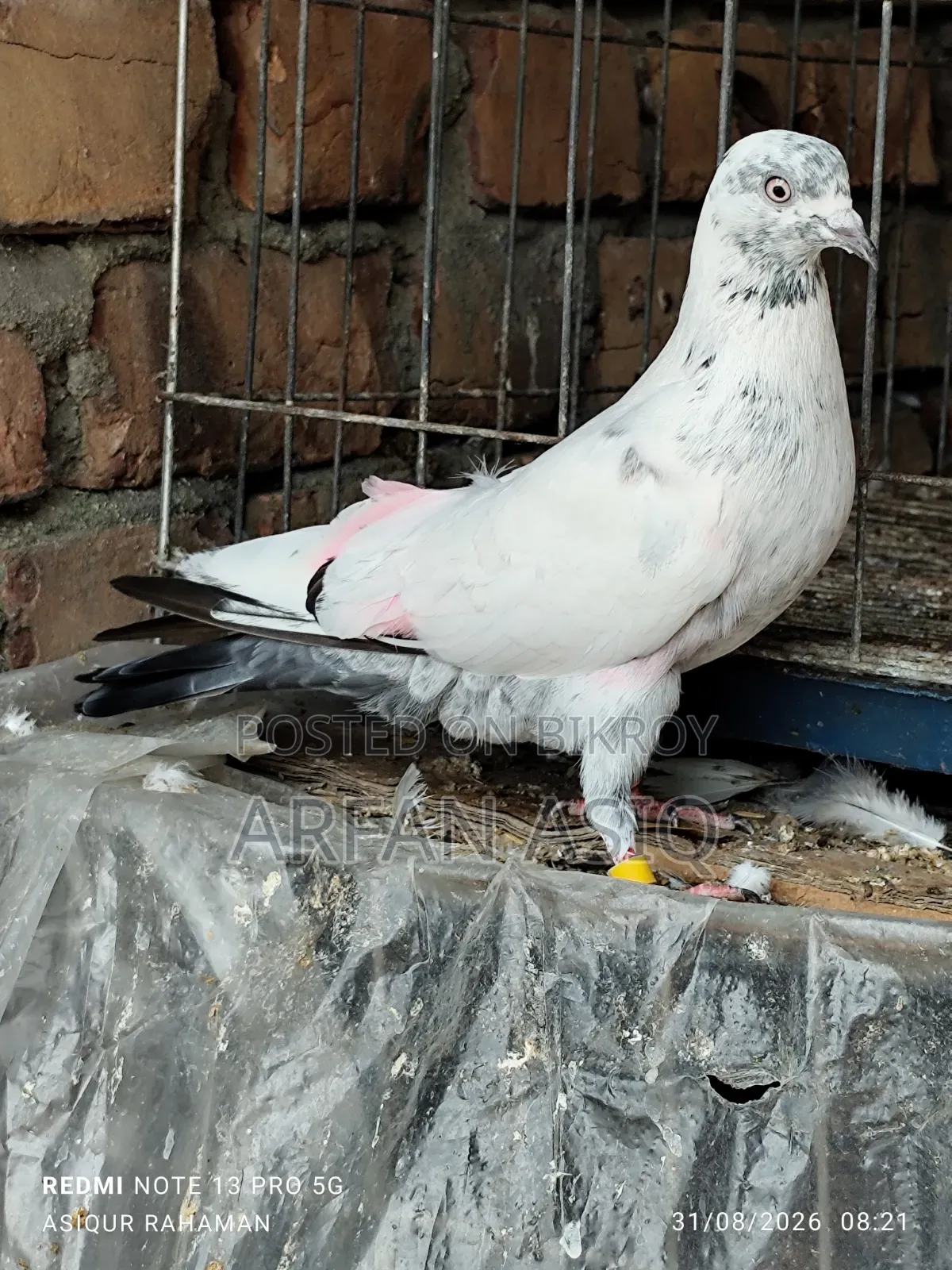 রানিং নর কবুতর
