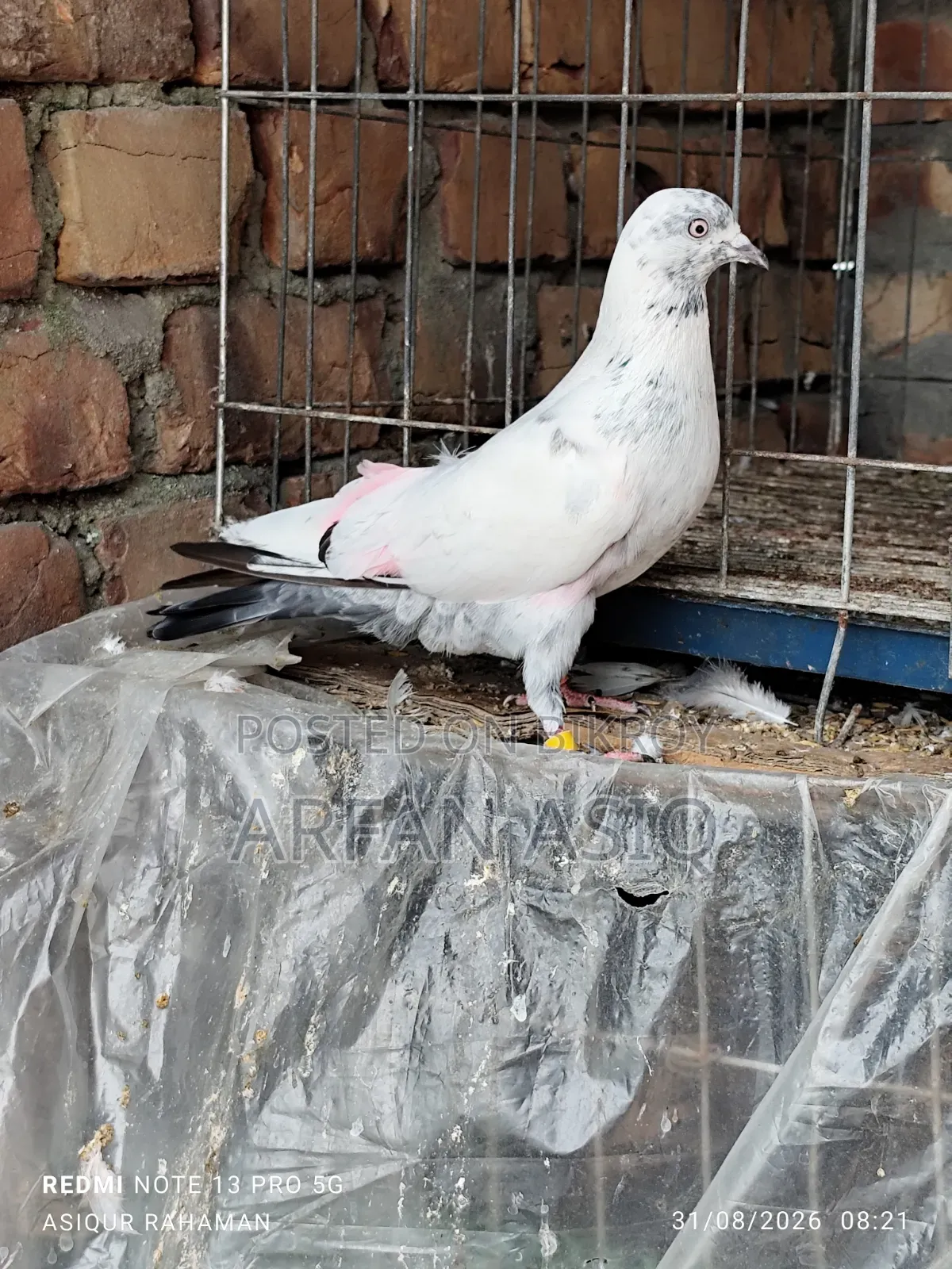 রানিং নর কবুতর