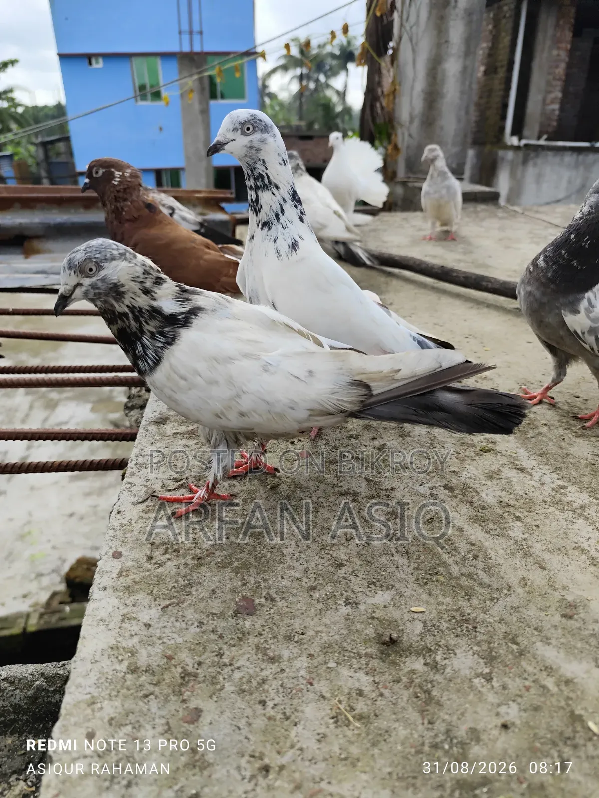 রানিং নর কবুতর