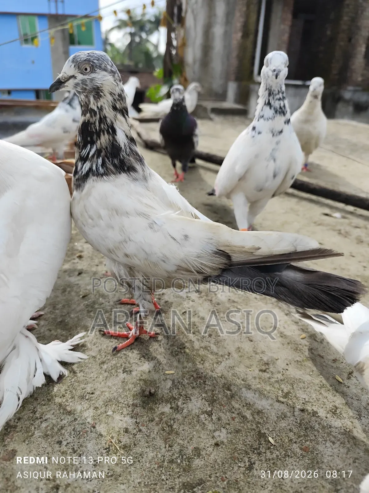 রানিং নর কবুতর