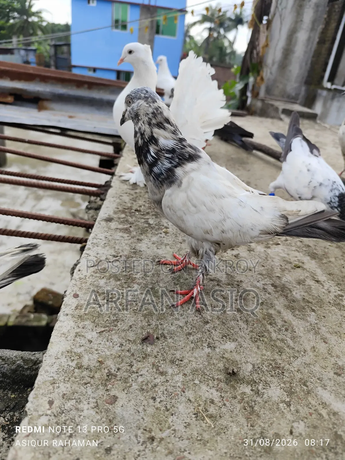 রানিং নর কবুতর