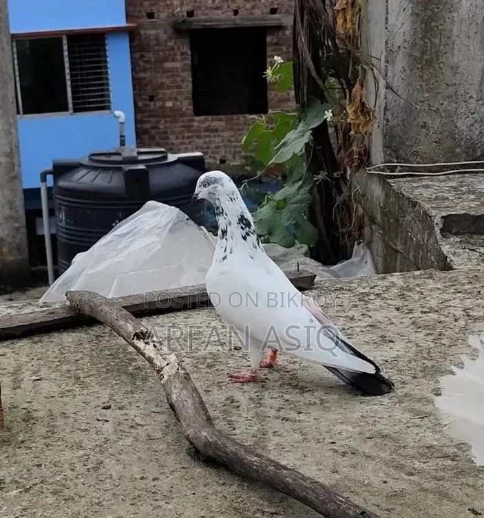 রানিং নর কবুতর