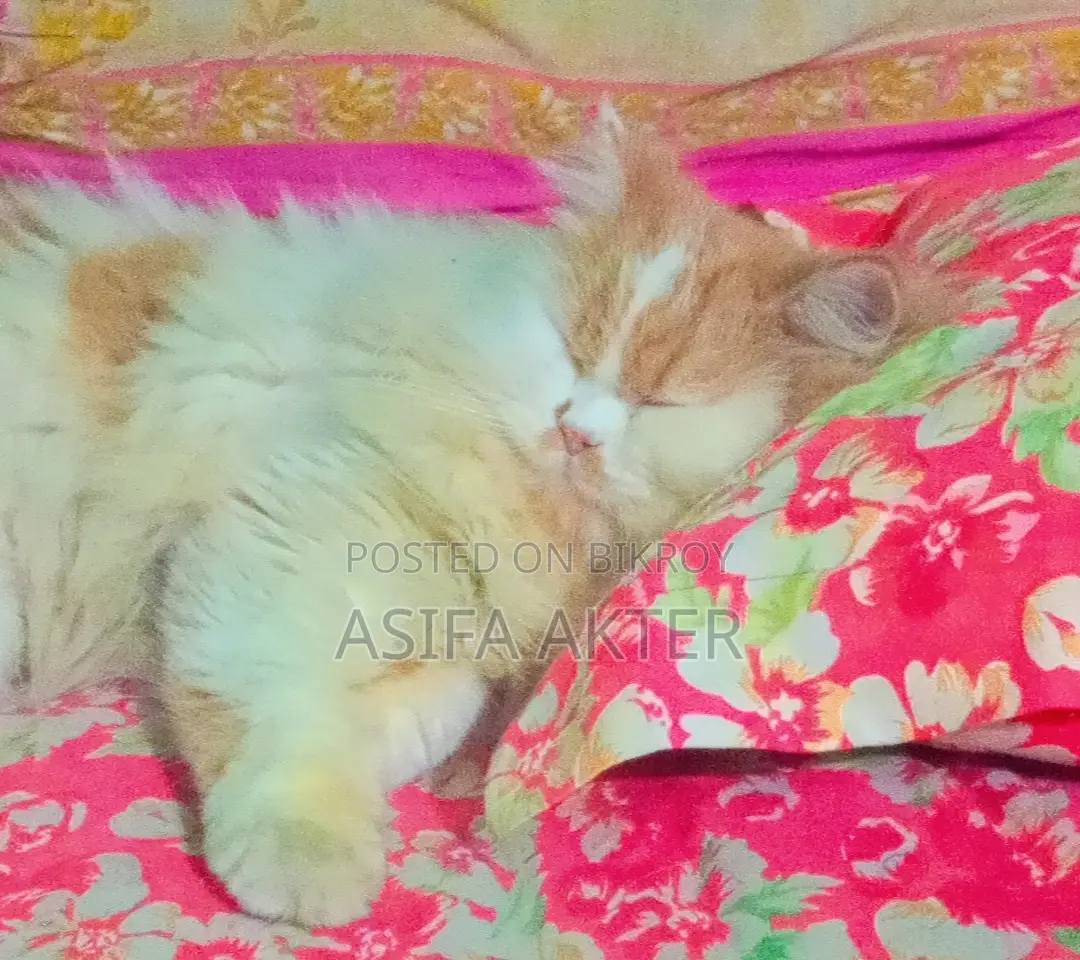 ১+ বছরের খাঁটি পার্সিয়ান নারী বিড়াল