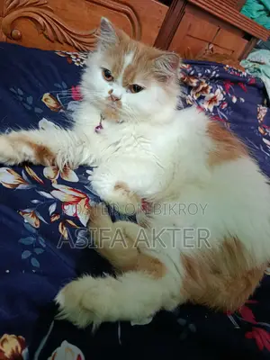 ১+ বছরের খাঁটি পার্সিয়ান নারী বিড়াল