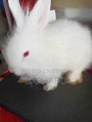 Angora Rabbit Sell