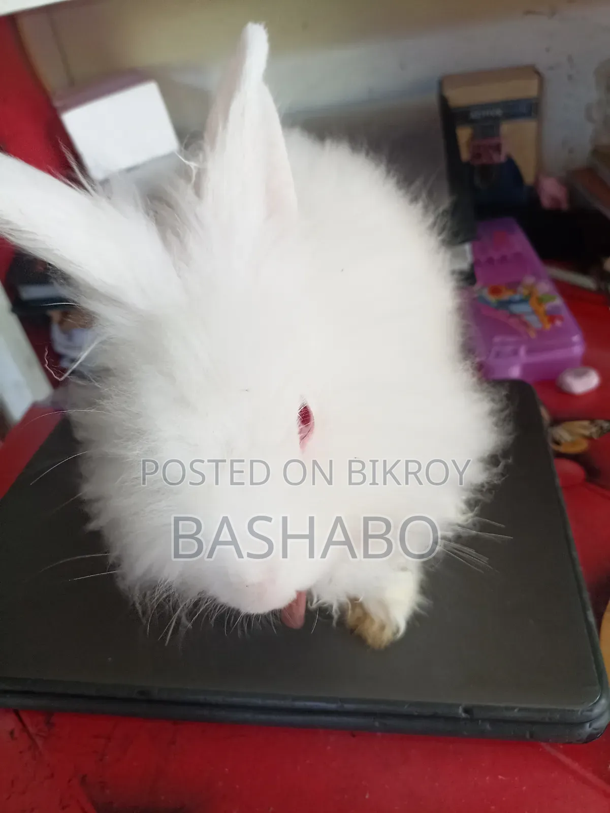 Angora Rabbit Sell