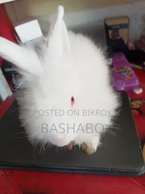 Angora Rabbit Sell