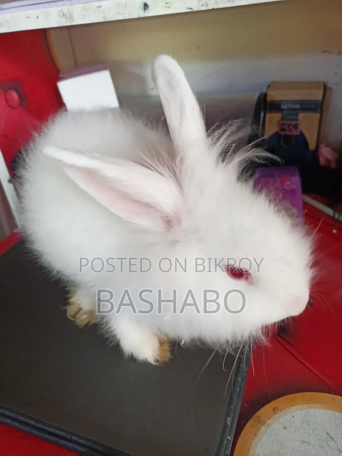 Angora Rabbit Sell