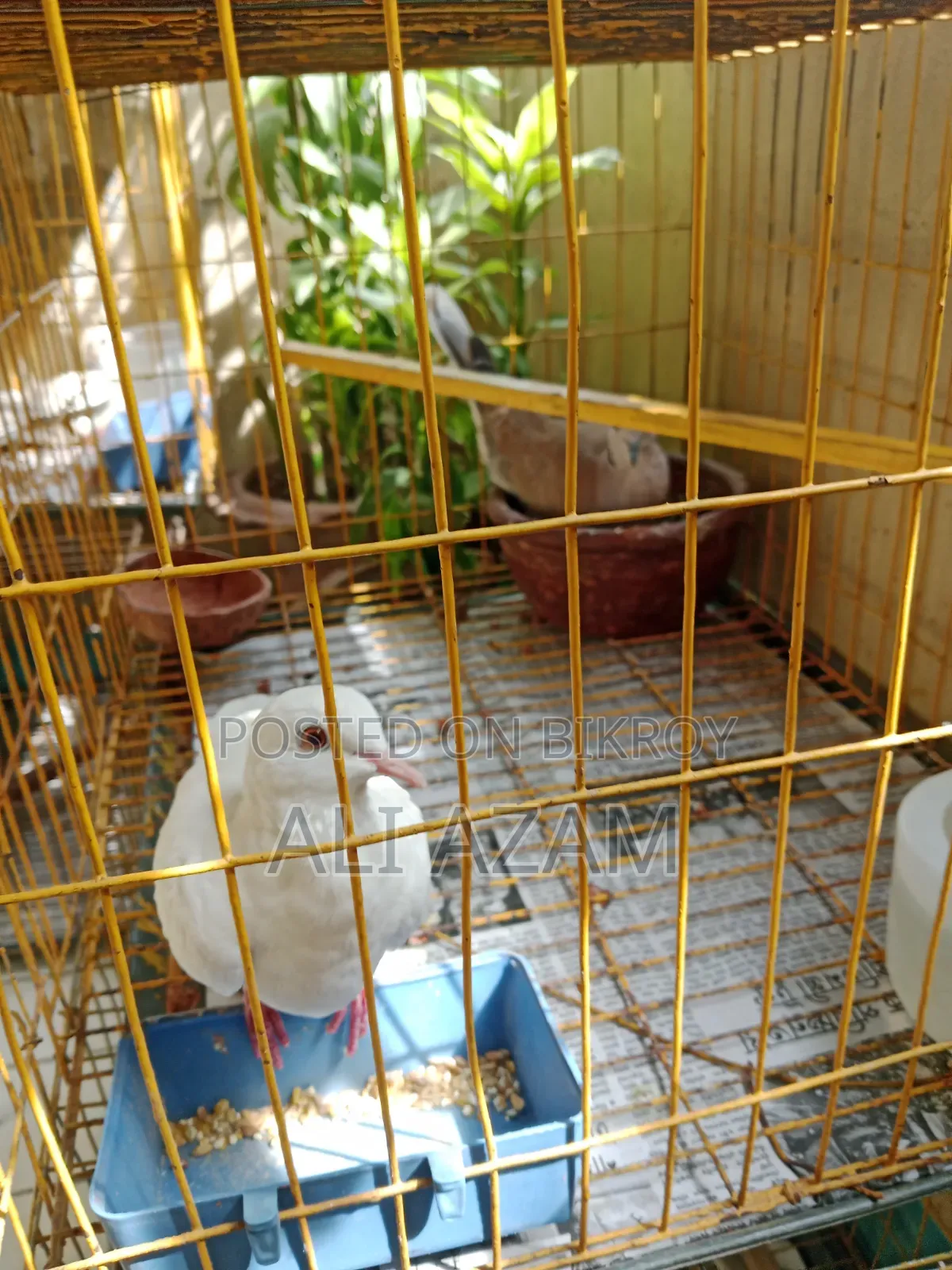 ১ জোড়া ঘুঘু পাখি খাচা সহ বিক্রি হবে।