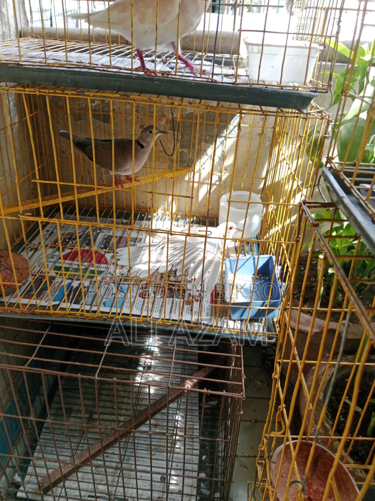 ১ জোড়া ঘুঘু পাখি খাচা সহ বিক্রি হবে।