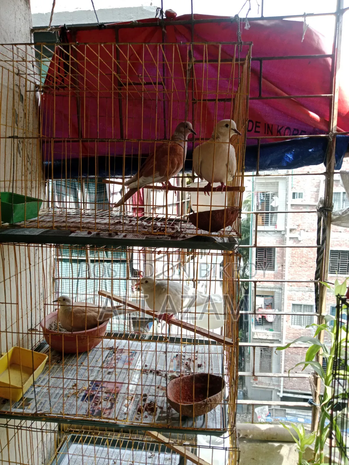 ১ জোড়া ঘুঘু পাখি খাচা সহ বিক্রি হবে।
