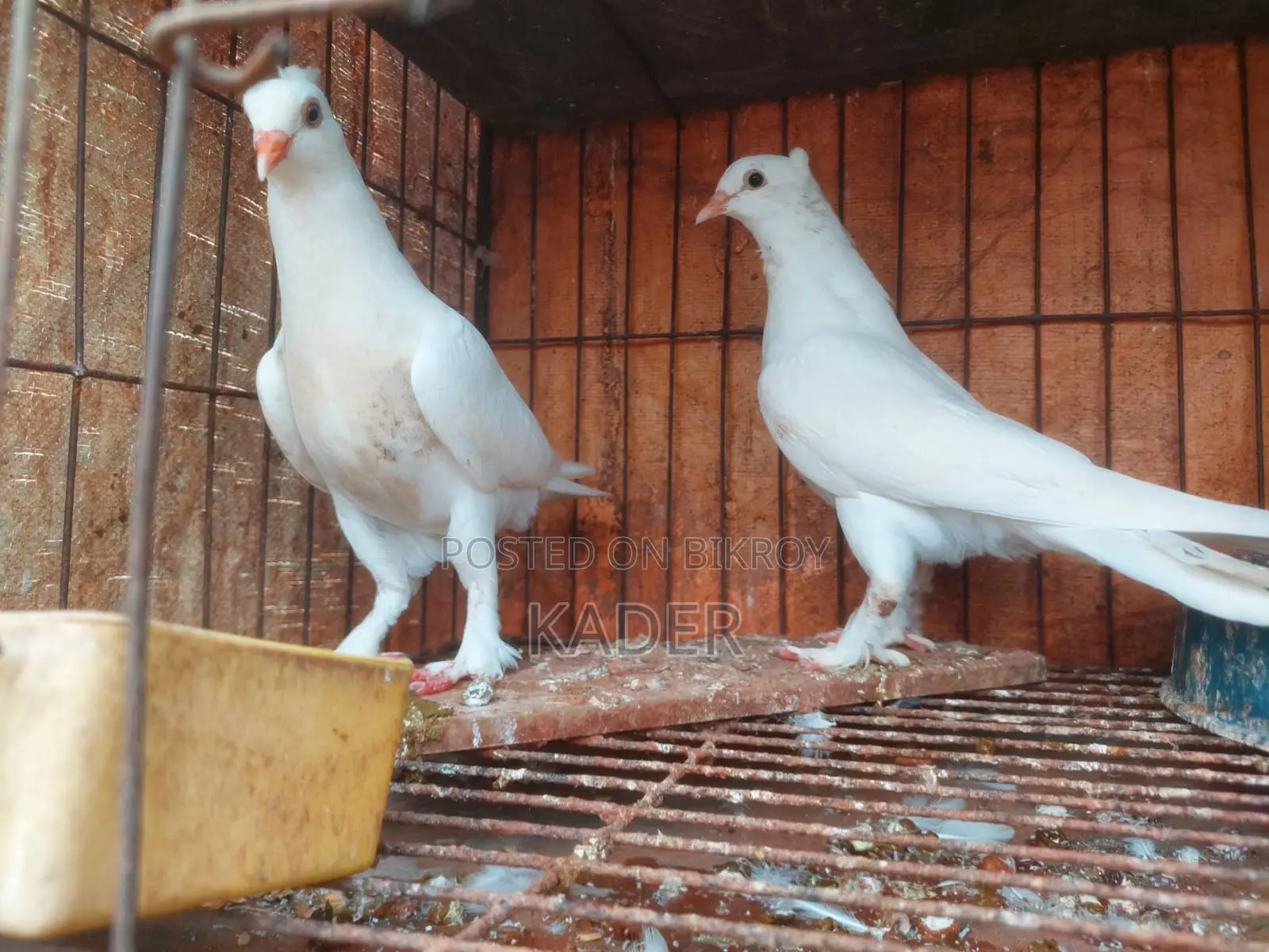 Kobutor Bikri