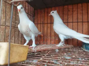 Kobutor Bikri