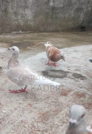 Kobutor Bikri