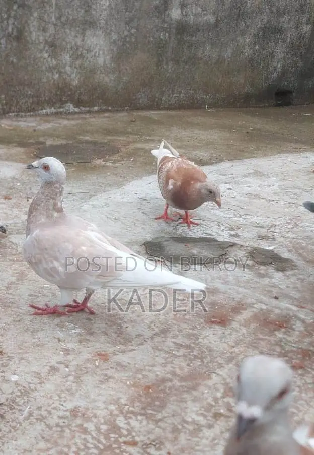 Kobutor Bikri