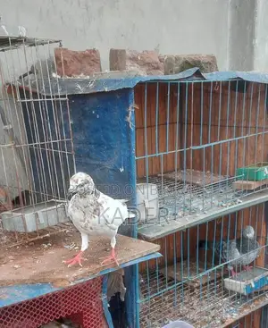 Kobutor Bikri
