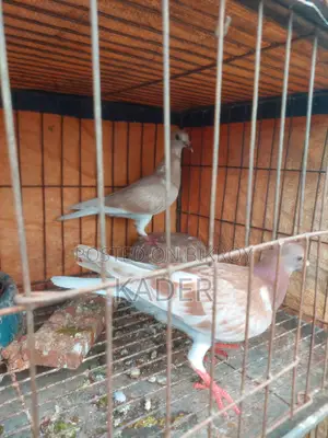 Kobutor Bikri