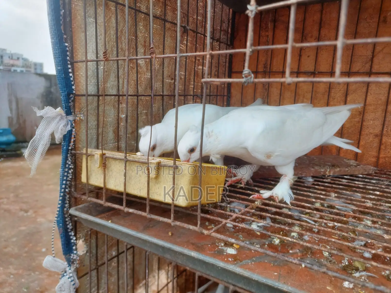 Kobutor Bikri