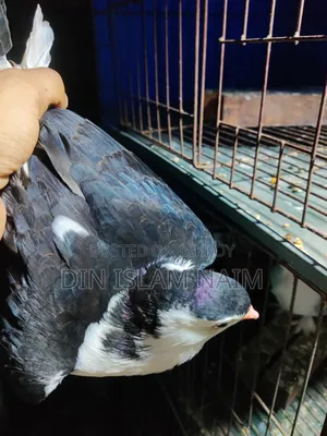 সিরাজী নর কবুতর