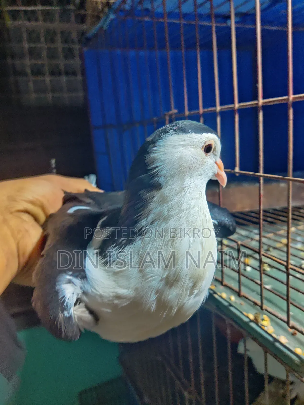 সিরাজী নর কবুতর