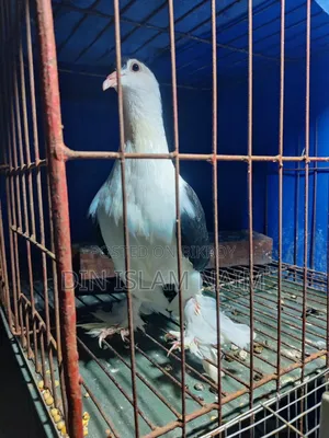 সিরাজী নর কবুতর