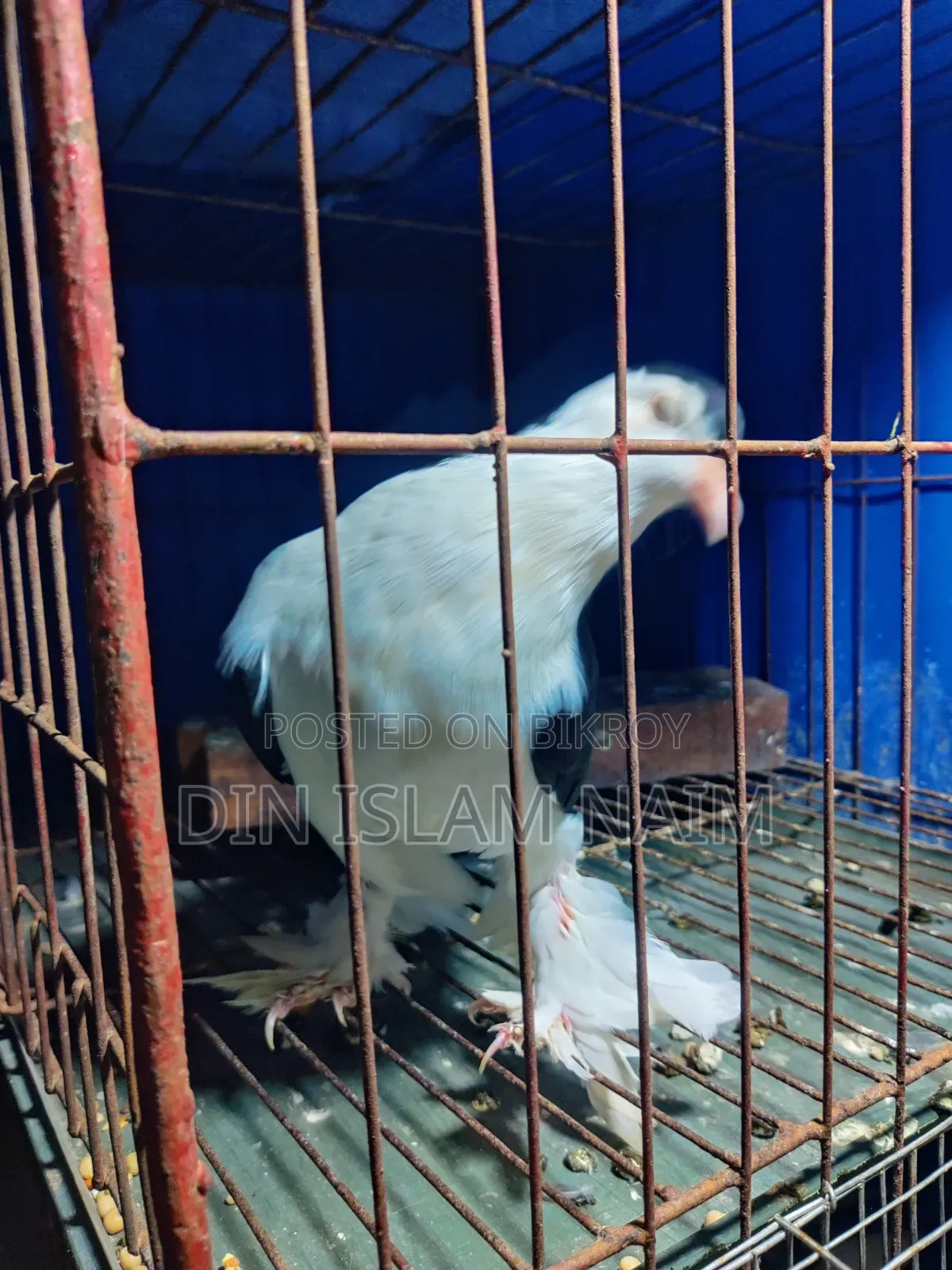 সিরাজী নর কবুতর