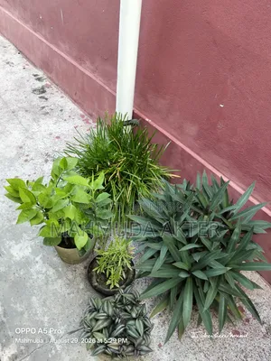 ফুল ও কিছু পাতাবাহারের গাছ