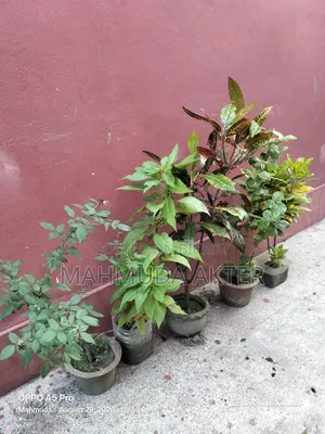 ফুল ও কিছু পাতাবাহারের গাছ