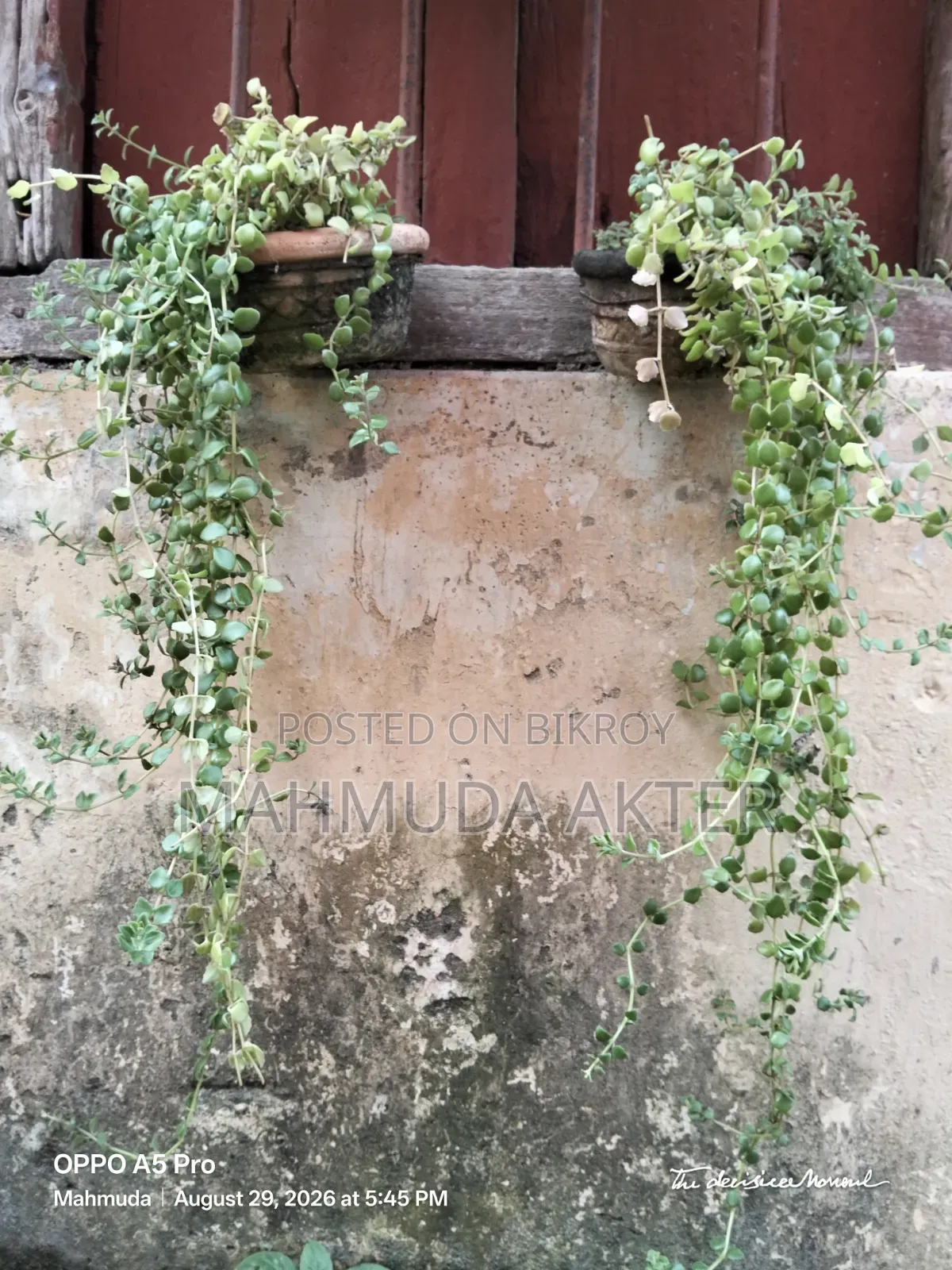 ফুল ও কিছু পাতাবাহারের গাছ