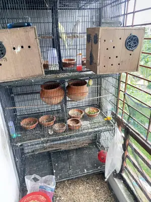2 pairs of Love Birds will be sold with a 3-story cage.