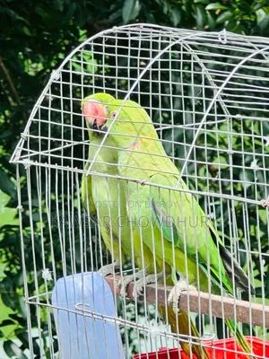Parrots for Sell