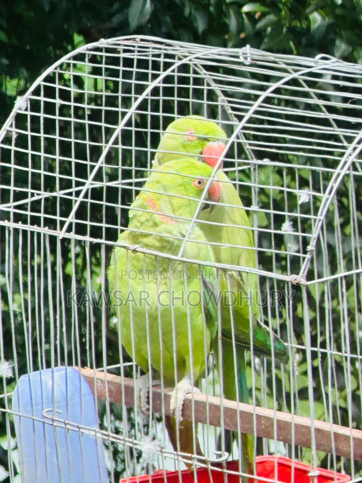 Parrots for Sell