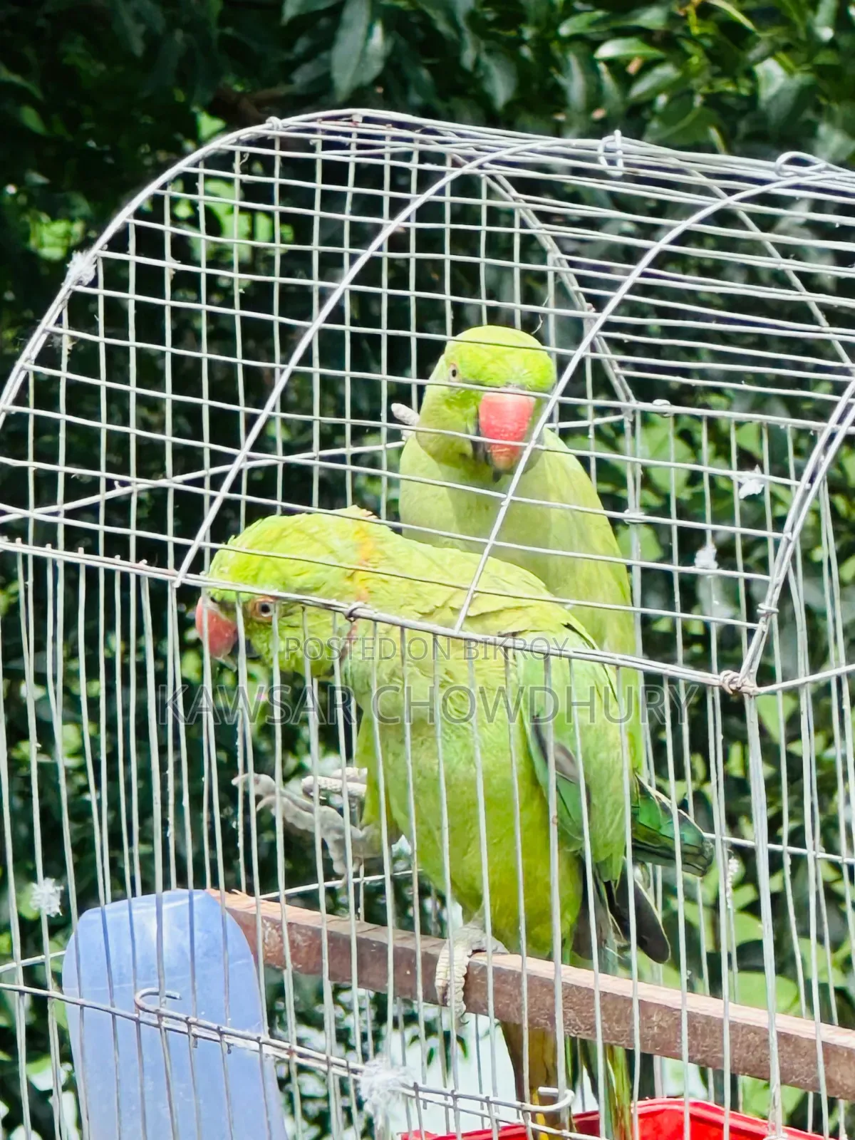 Parrots for Sell